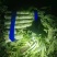 精品莴笋需要的联系