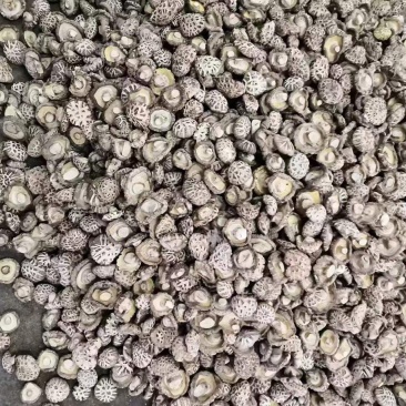 白花菇干香菇食用菌干货原产地直销大量供应保质保量