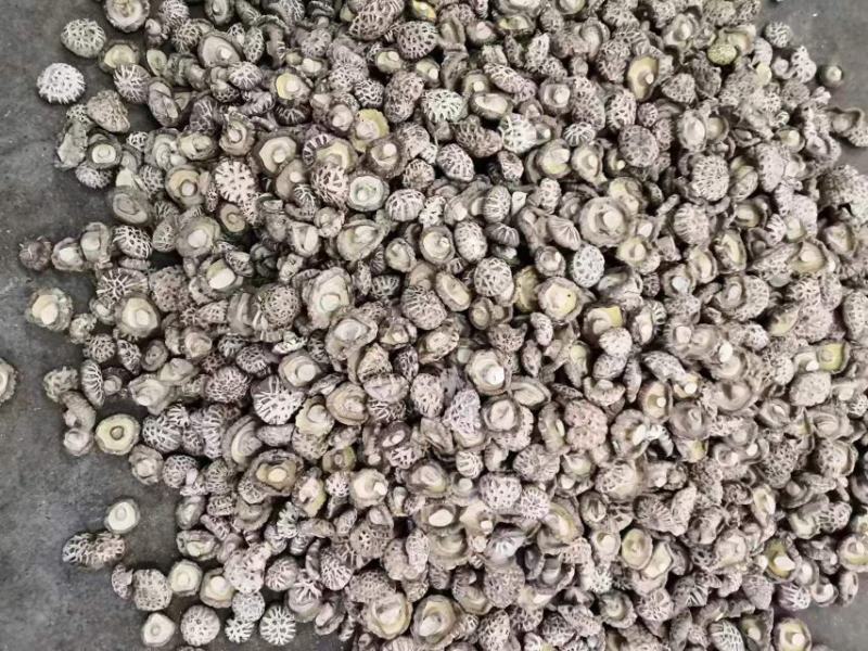 白花菇干香菇食用菌干货原产地直销大量供应保质保量