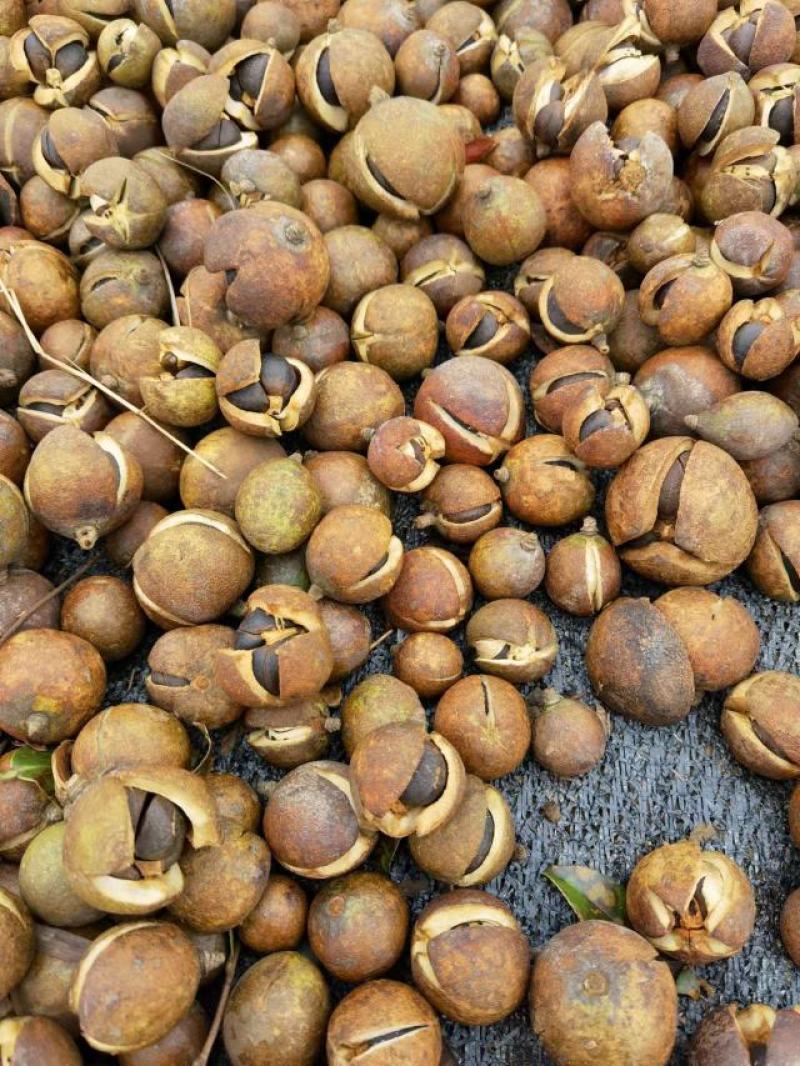 野山山茶籽产地直发货源充足。量大从优欢迎来电咨询