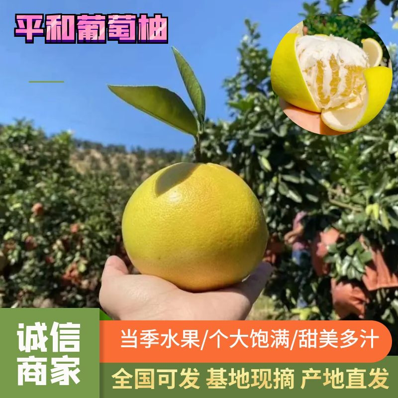 【优选】平和葡萄柚货源充足基地直发对接电商市场批发商