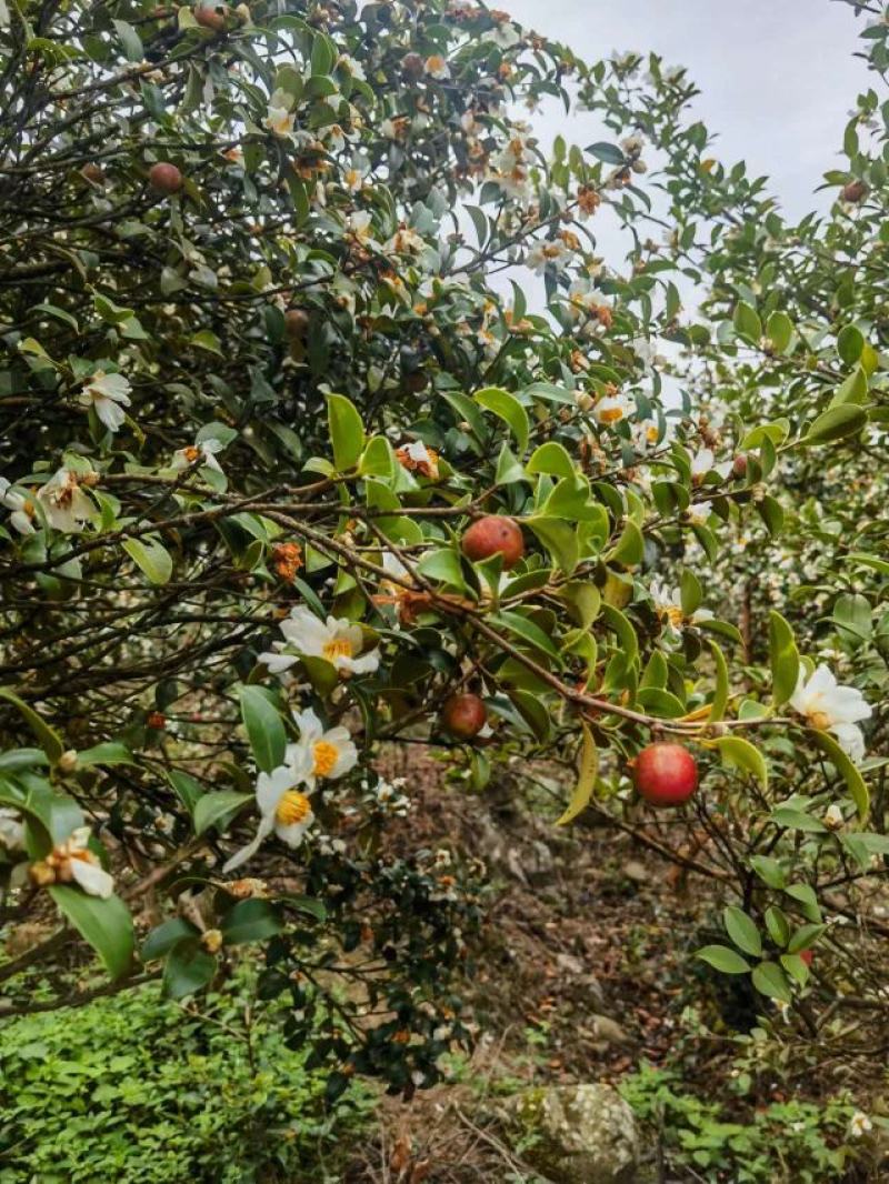 油茶鲜果，量大货好价优，品质保证，欢迎各地来电咨询
