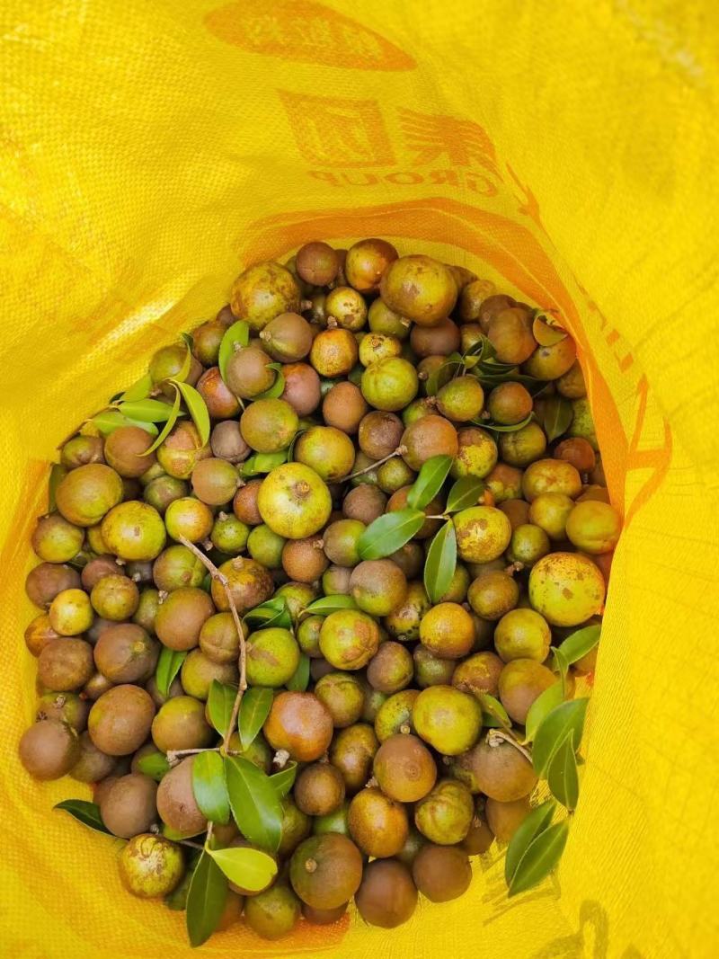 油茶鲜果，量大货好价优，品质保证，欢迎各地来电咨询