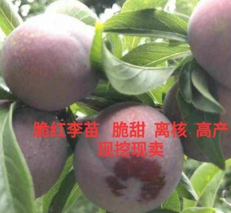 五月脆李子苗，五月脆，凤皇李，蜂糖李优系，香蜜李。