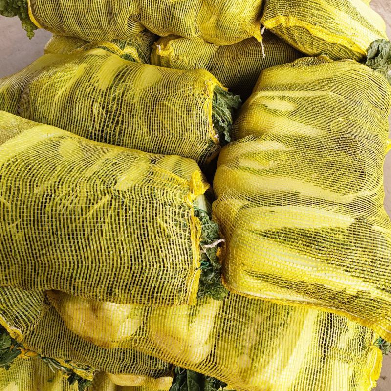 冬储半毛菜大量供应北京三号白菜产地直发货源充足品质保障
