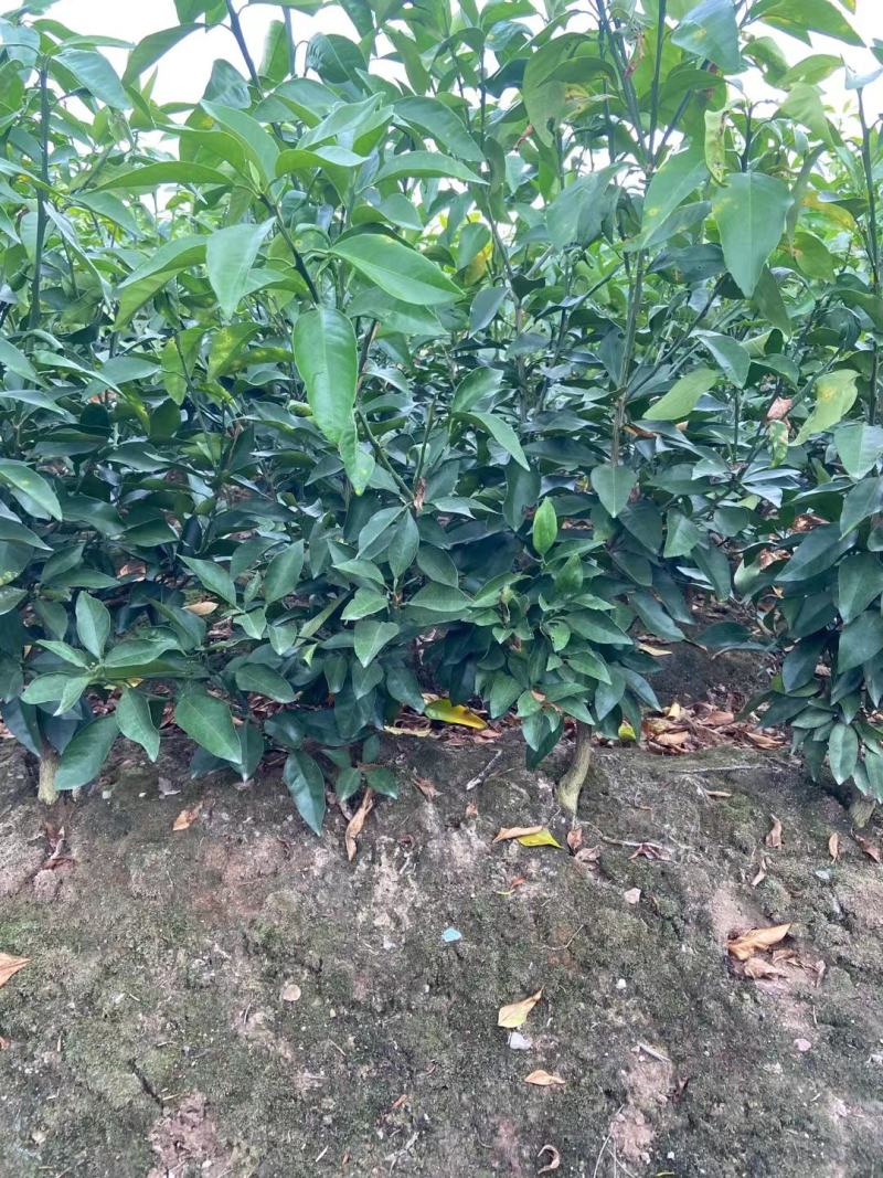 春见耙耙苗，四川耙耙柑苗，规格齐全。