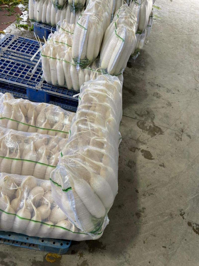 白萝卜湖北白萝卜提供清洗加工包装服务代发全国