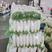 白萝卜湖北白萝卜提供清洗加工包装服务代发全国