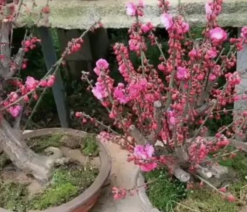 骨里红红梅盆景苗，基地直发货真价实，欢迎致电选购。