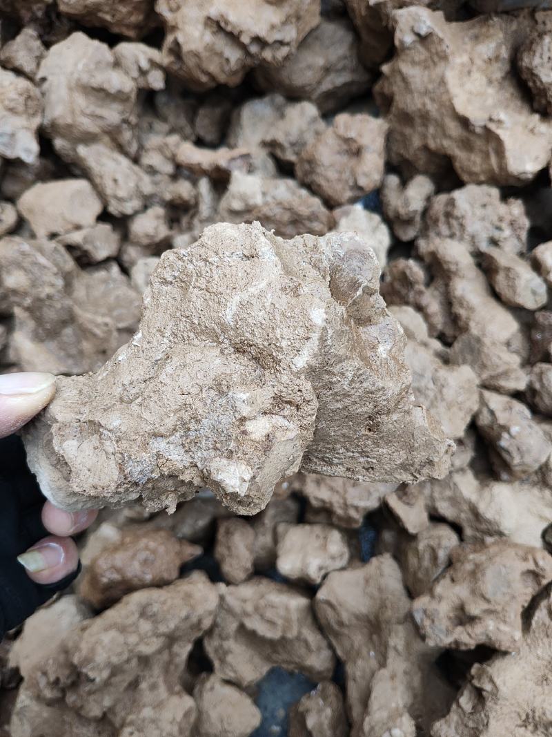 料姜石姜石水洗货无杂无泥土年份够。需要的速度