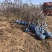 优质大果山楂树3-15公分大量移栽货物美价廉自家苗圃