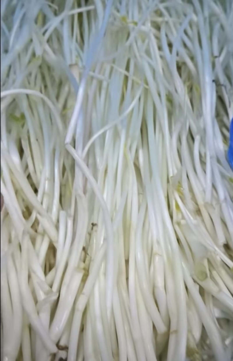 安徽优质芹芽，健康无公害，大量供应品质保障可视频看货