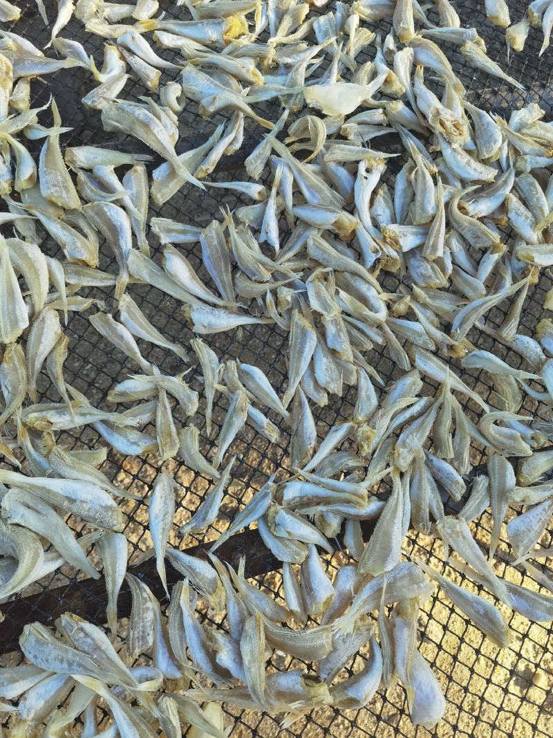 红娘鱼干、六角头，对接全国市场量大从优欢迎询价