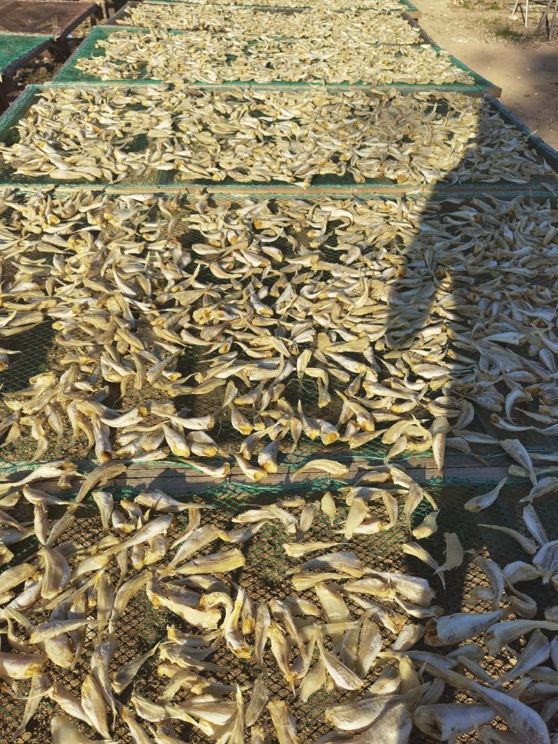 红娘鱼干、六角头，对接全国市场量大从优欢迎询价