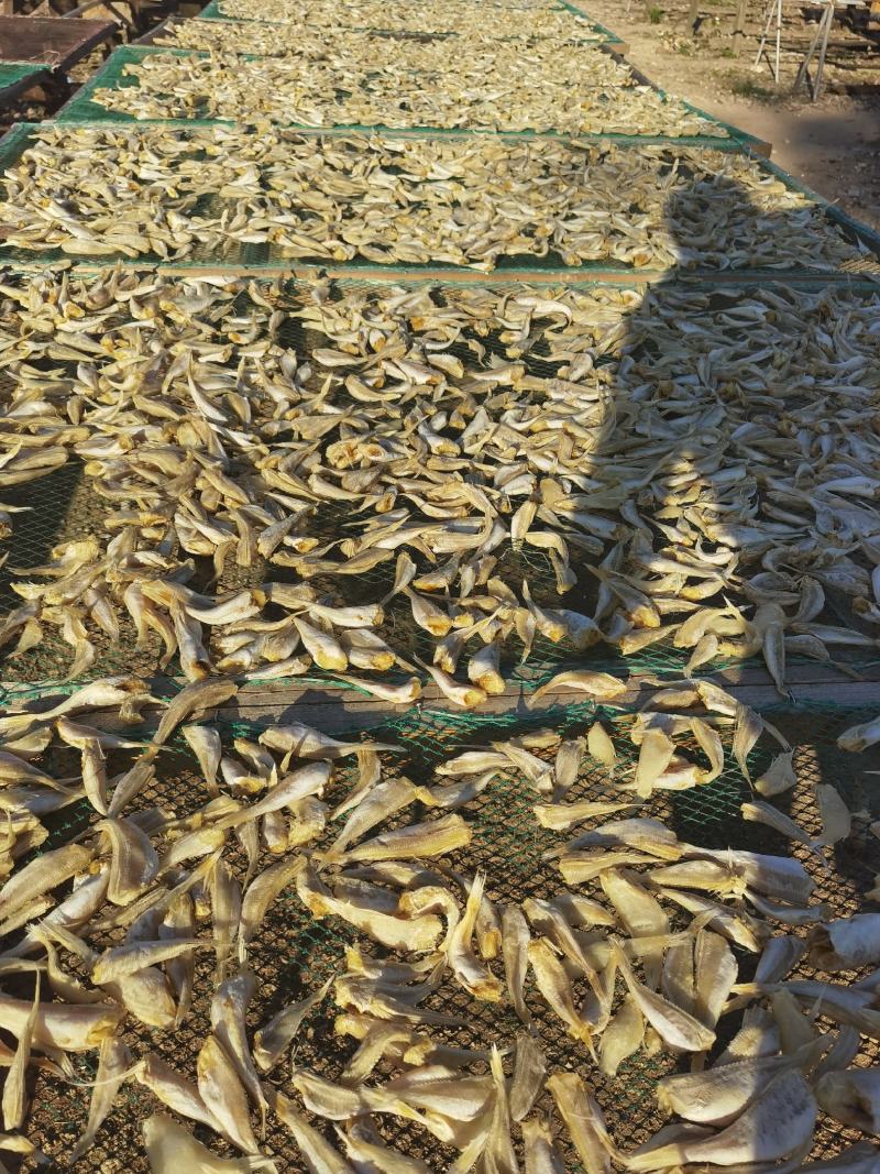 红娘鱼干、六角头，对接全国市场量大从优欢迎询价