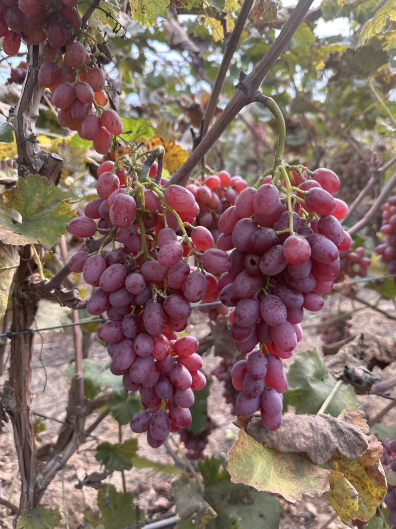 克轮生电商果大量有货