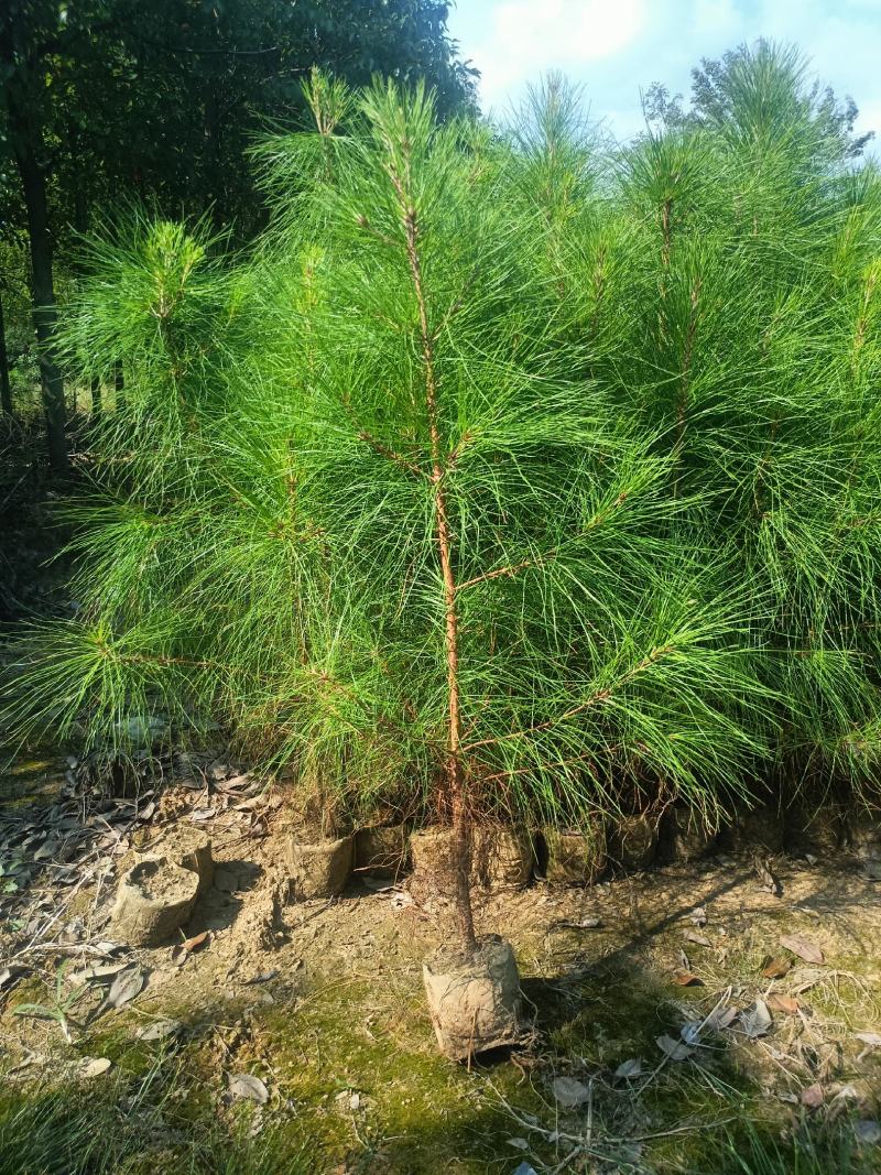 供应湿地松杯苗，带土球规格齐全。支持视频看货，欢迎联系