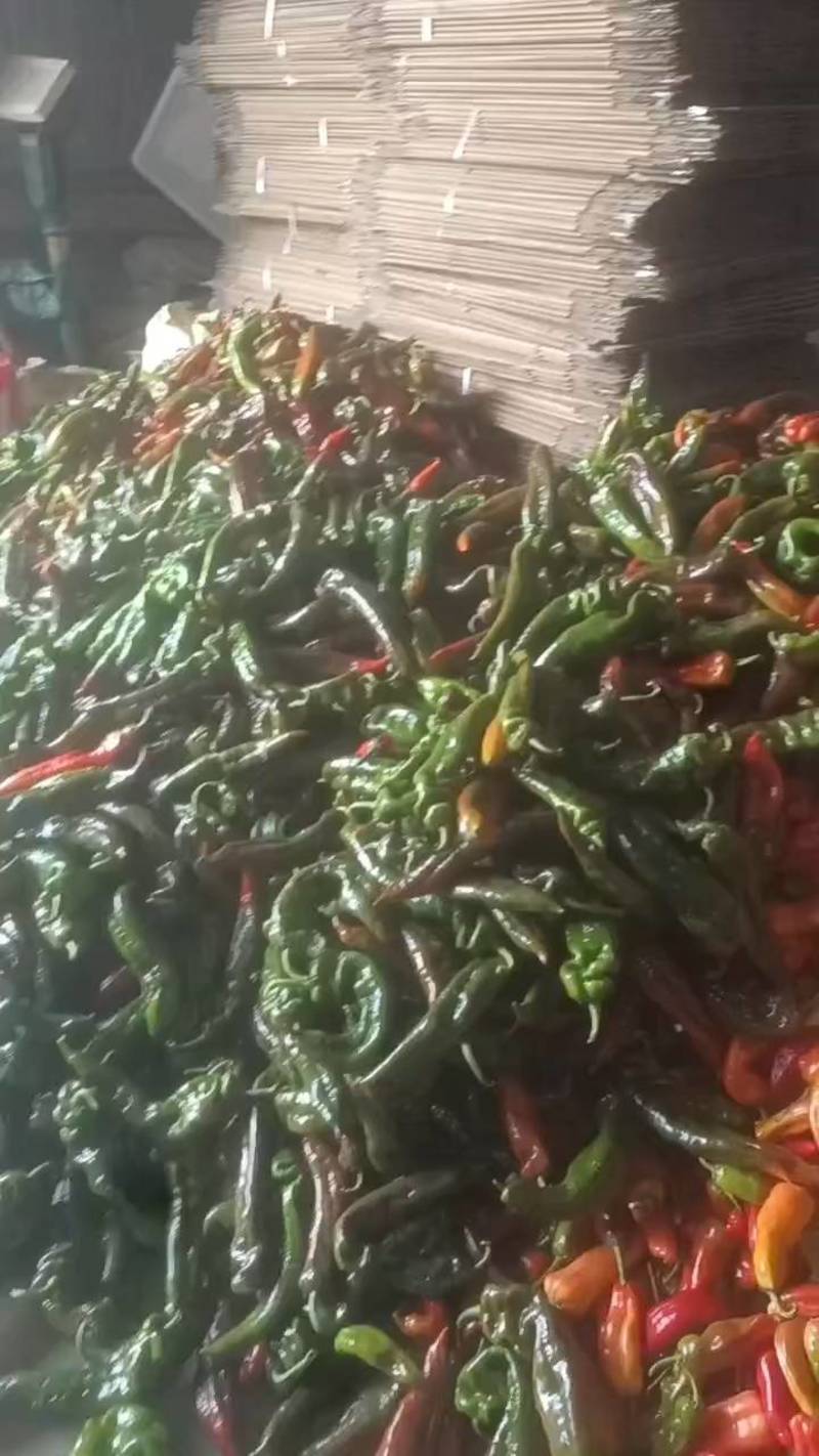 芜湖彩椒鲜辣椒甜椒大量上市对接全国各地客商一手货源
