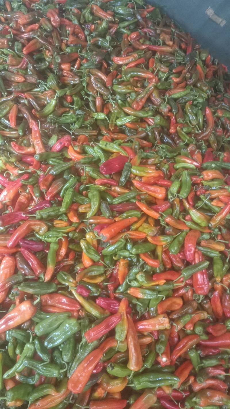 芜湖彩椒鲜辣椒甜椒大量上市对接全国各地客商一手货源