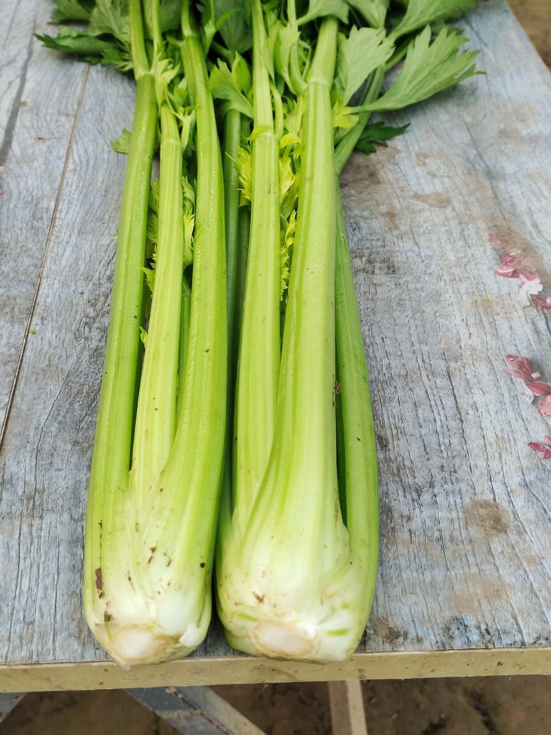 河南商丘夏邑精品西芹大量上市需要联系