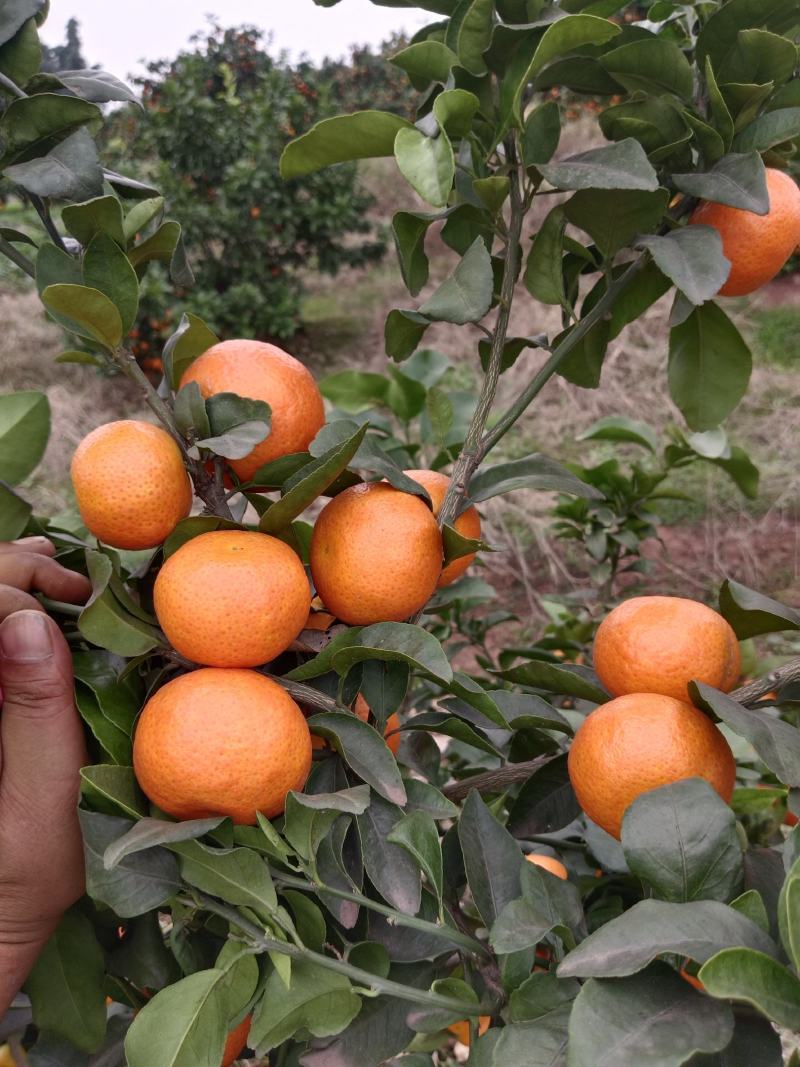 金秋沙糖桔