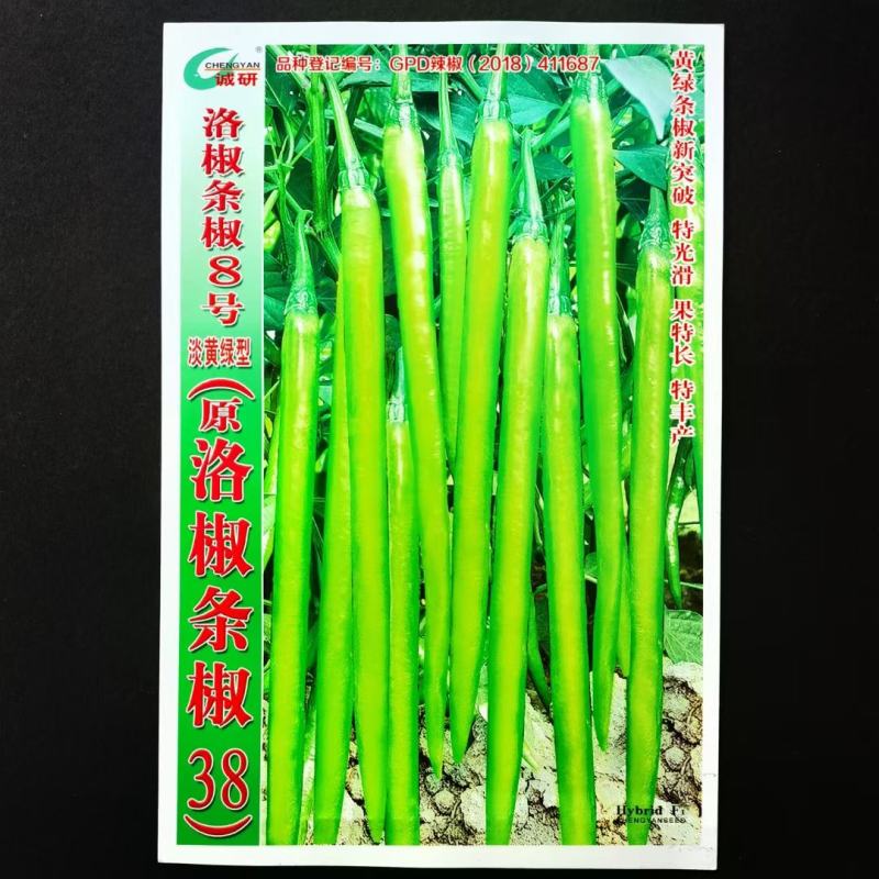 洛椒条椒8号辣椒种子杂交早熟淡黄绿色线椒较辣蔬菜籽结果能