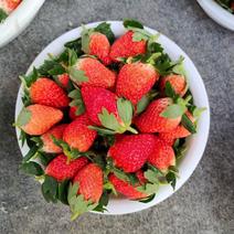 千亩产地牛奶草莓大量有货甜宝草莓