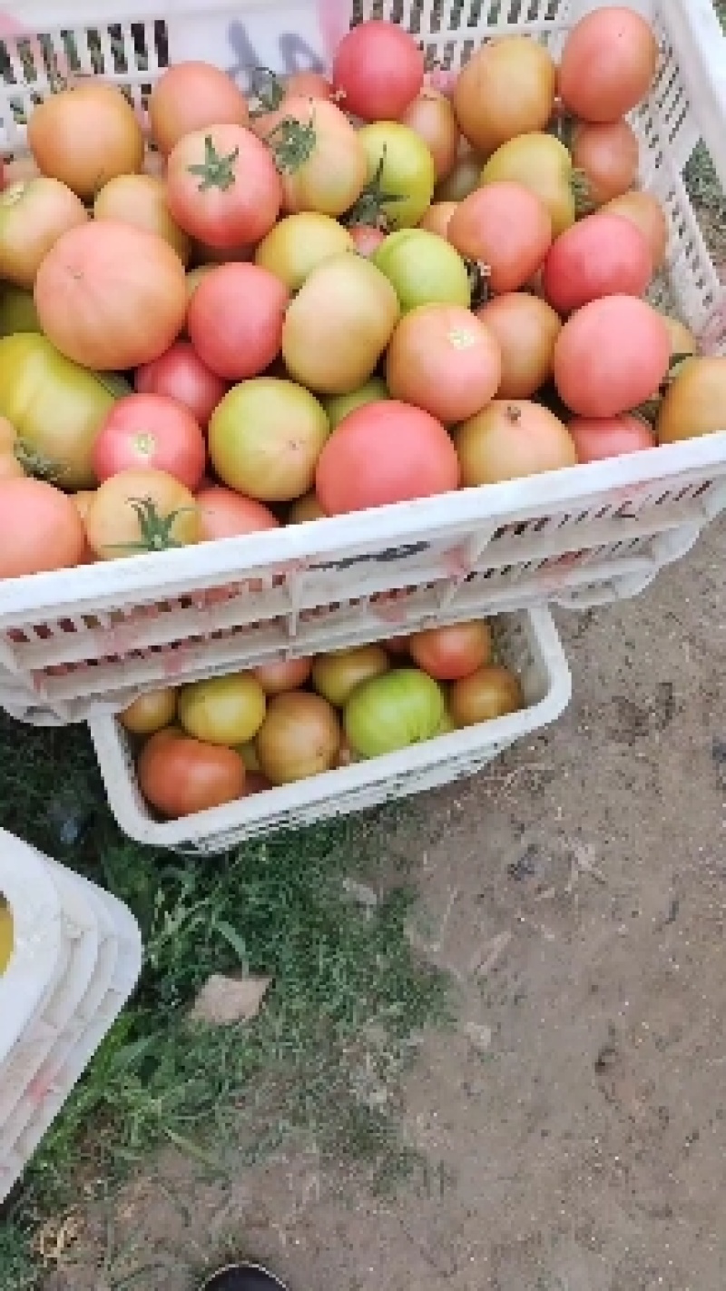 精品西红柿