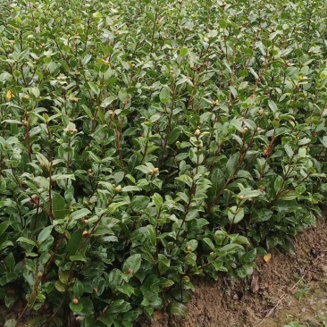 茶梅茶花地苗…含苞待放，到手就开花，很漂亮的