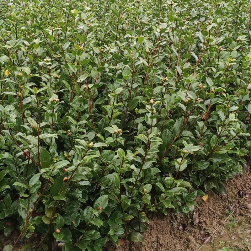 茶梅茶花地苗…含苞待放，到手就开花，很漂亮的