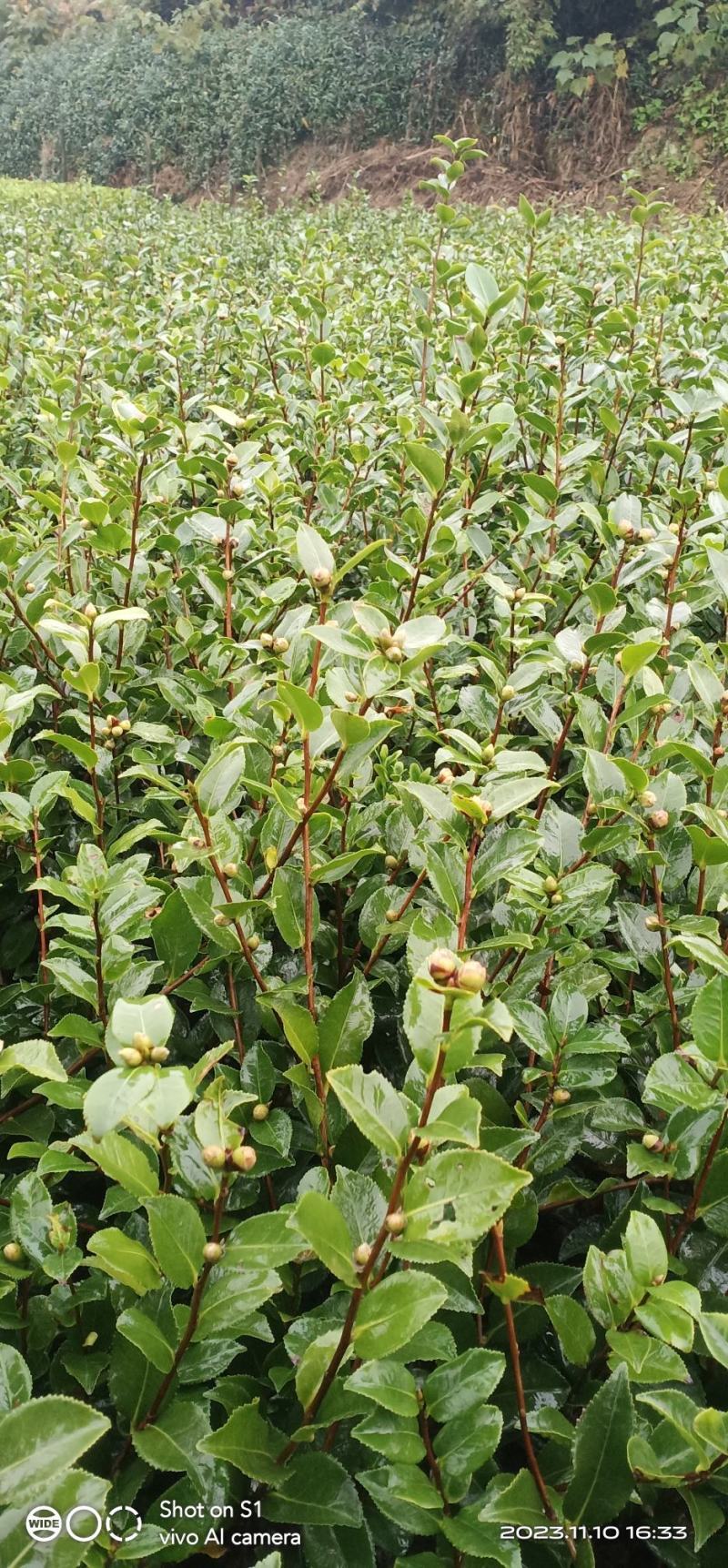 茶梅茶花地苗…含苞待放，到手就开花，很漂亮的