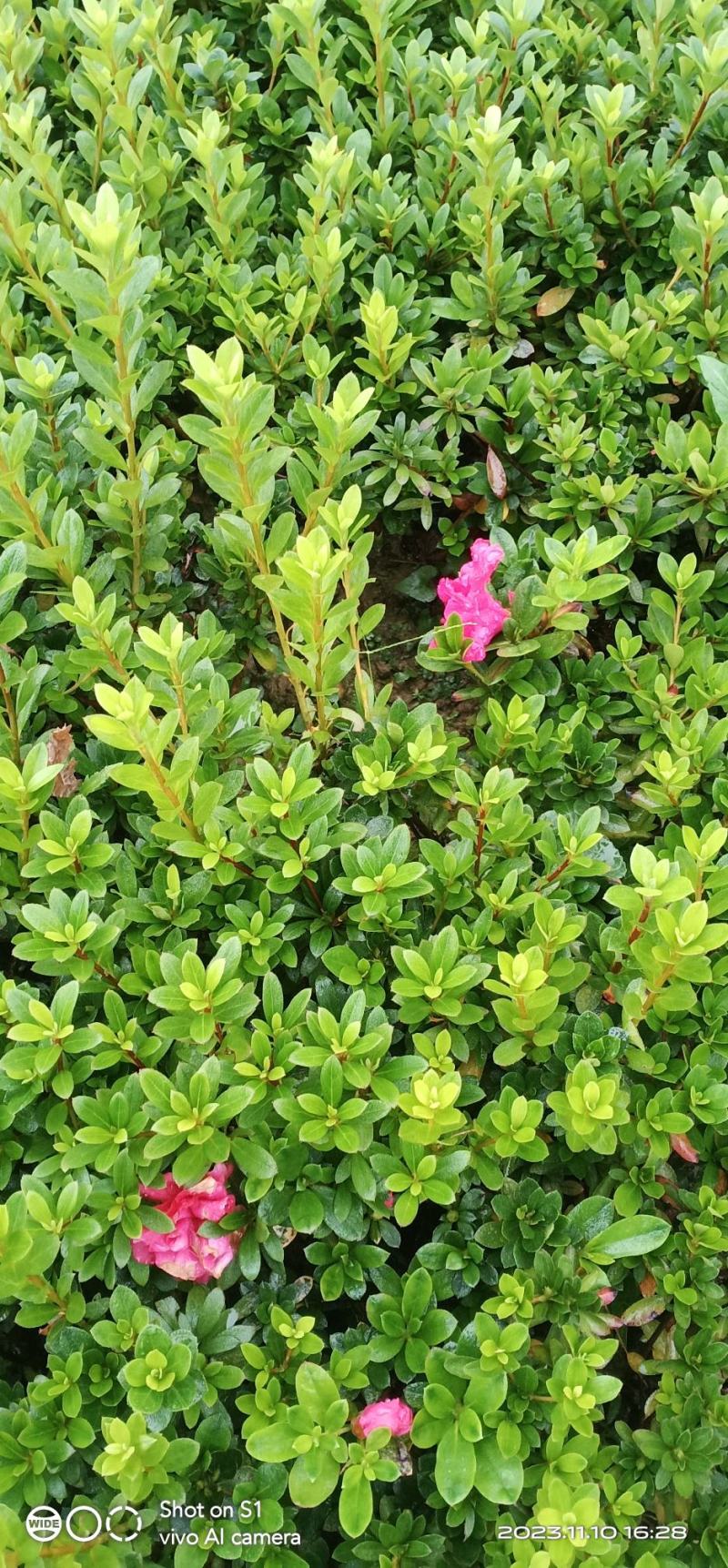 茶梅茶花地苗…含苞待放，到手就开花，很漂亮的