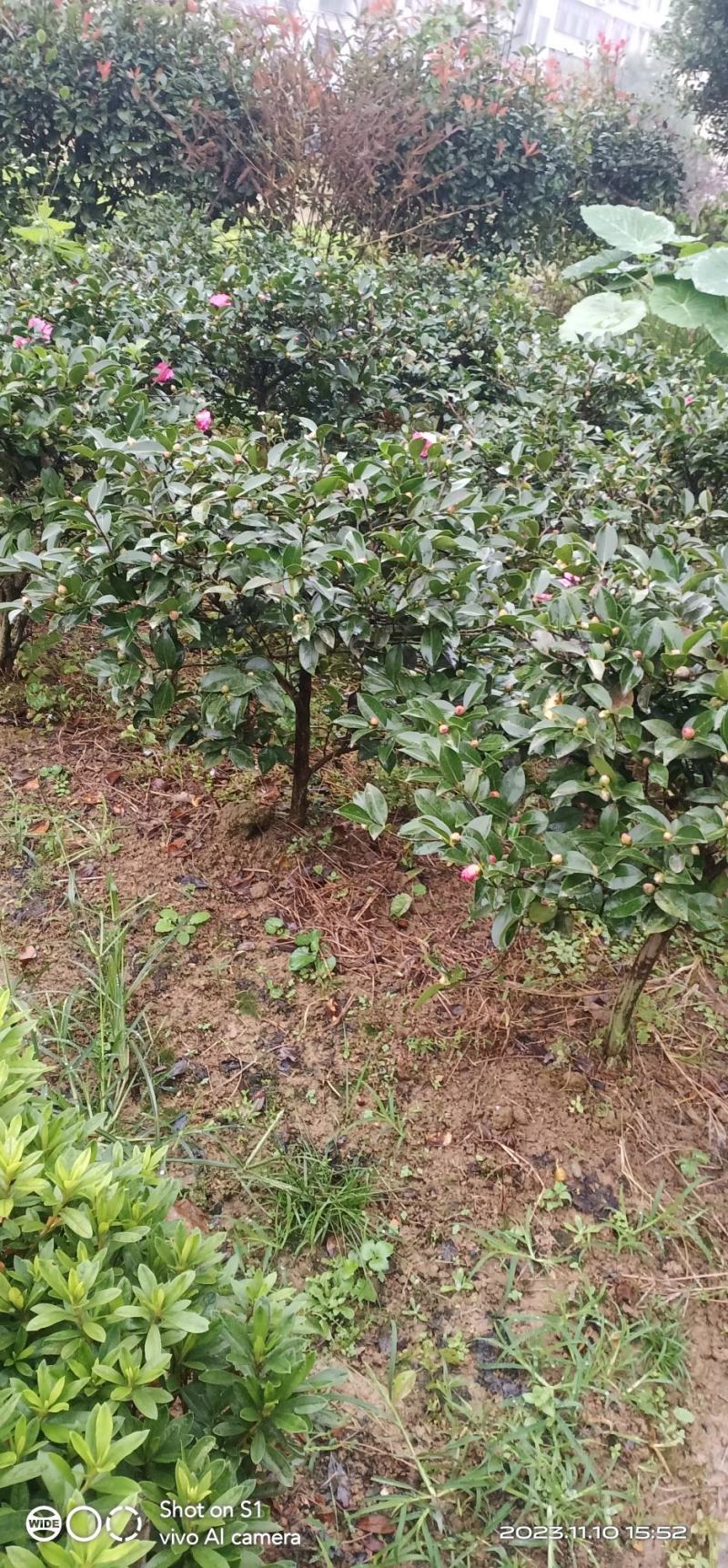 茶梅茶花地苗…含苞待放，到手就开花，很漂亮的