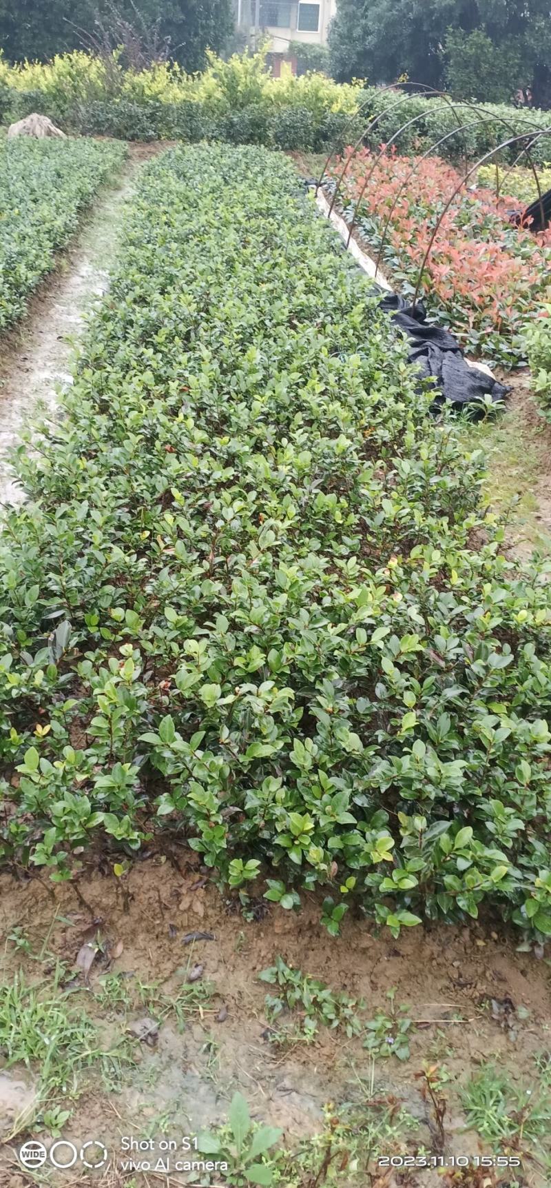 茶梅茶花地苗…含苞待放，到手就开花，很漂亮的