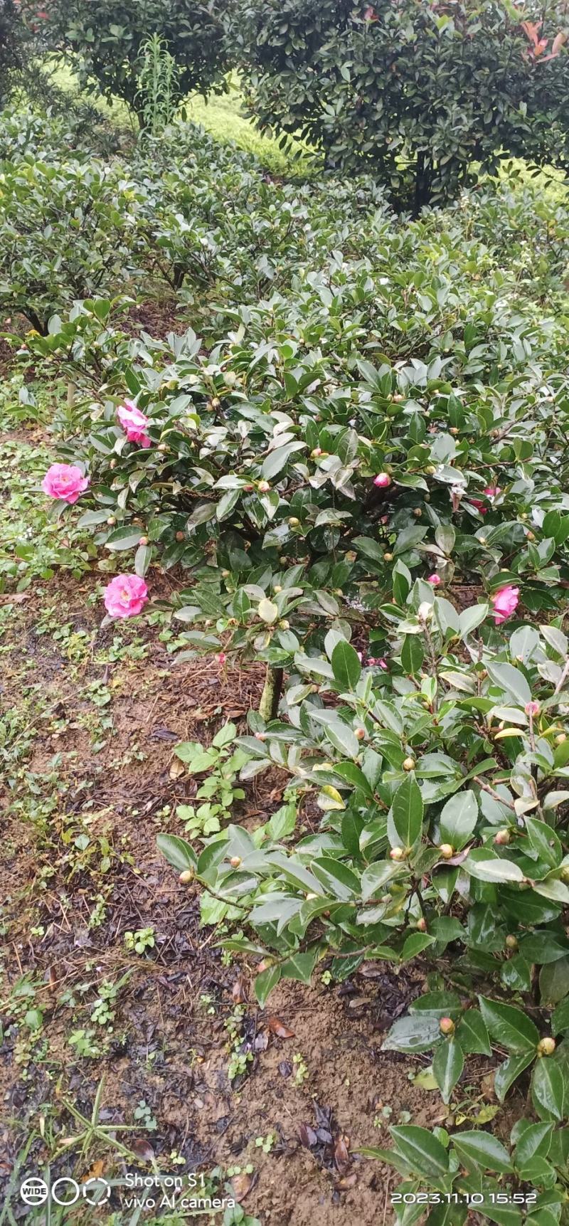 茶梅茶花地苗…含苞待放，到手就开花，很漂亮的