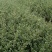 茶梅茶花地苗…含苞待放，到手就开花，很漂亮的