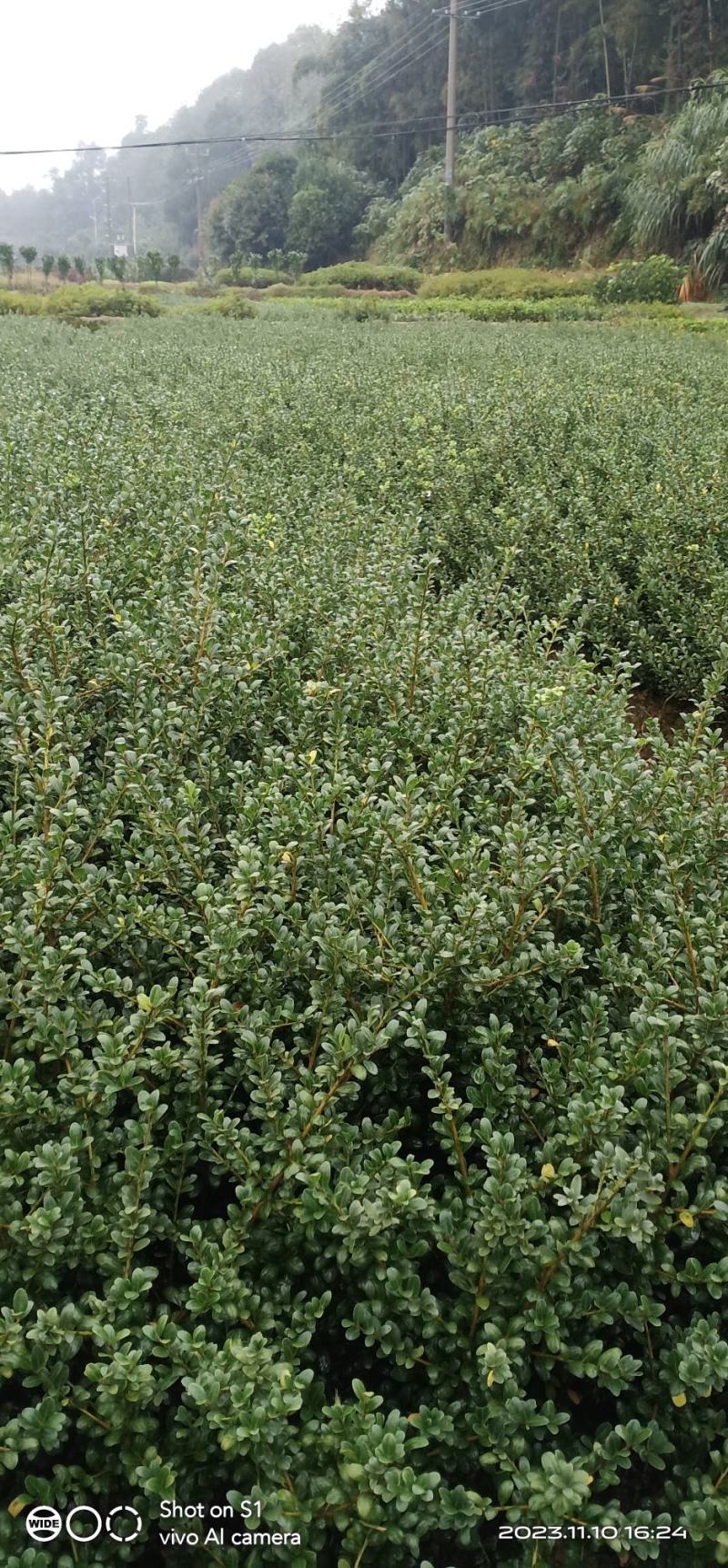 茶梅茶花地苗…含苞待放，到手就开花，很漂亮的