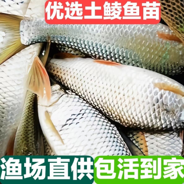 鲮鱼苗麦鲮鱼苗三花鲮鱼3-10公分供应水花苗