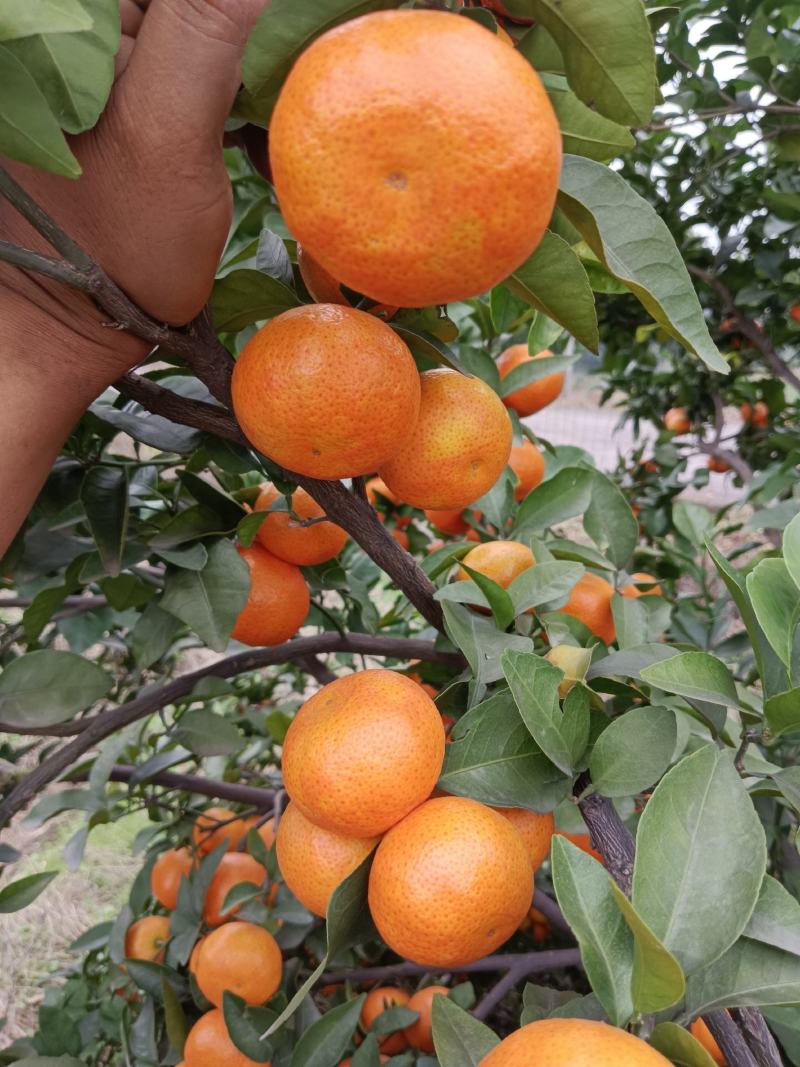 沙糖桔