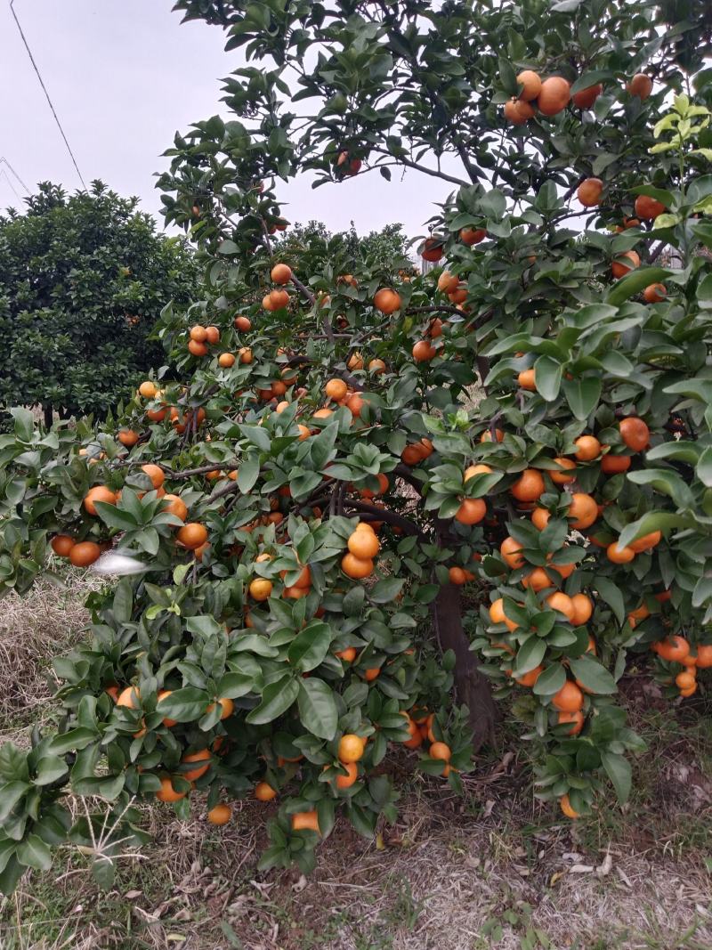 沙糖桔
