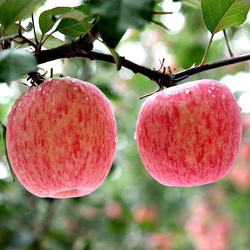 【郑重承诺--坏果包赔】精选红富士苹果、产地一手货源