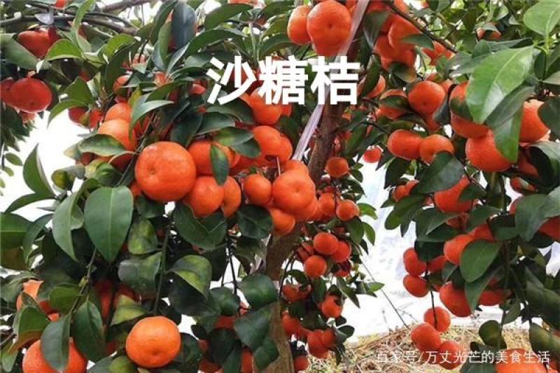 广西桂林市兴安县桂北水果交易市场正宗沙糖桔