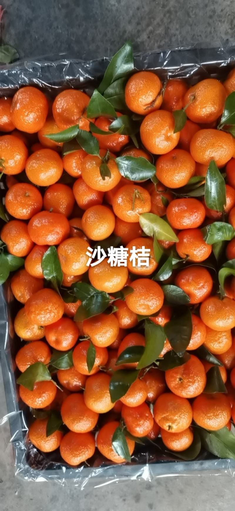 广西桂林市兴安县桂北水果交易市场正宗沙糖桔