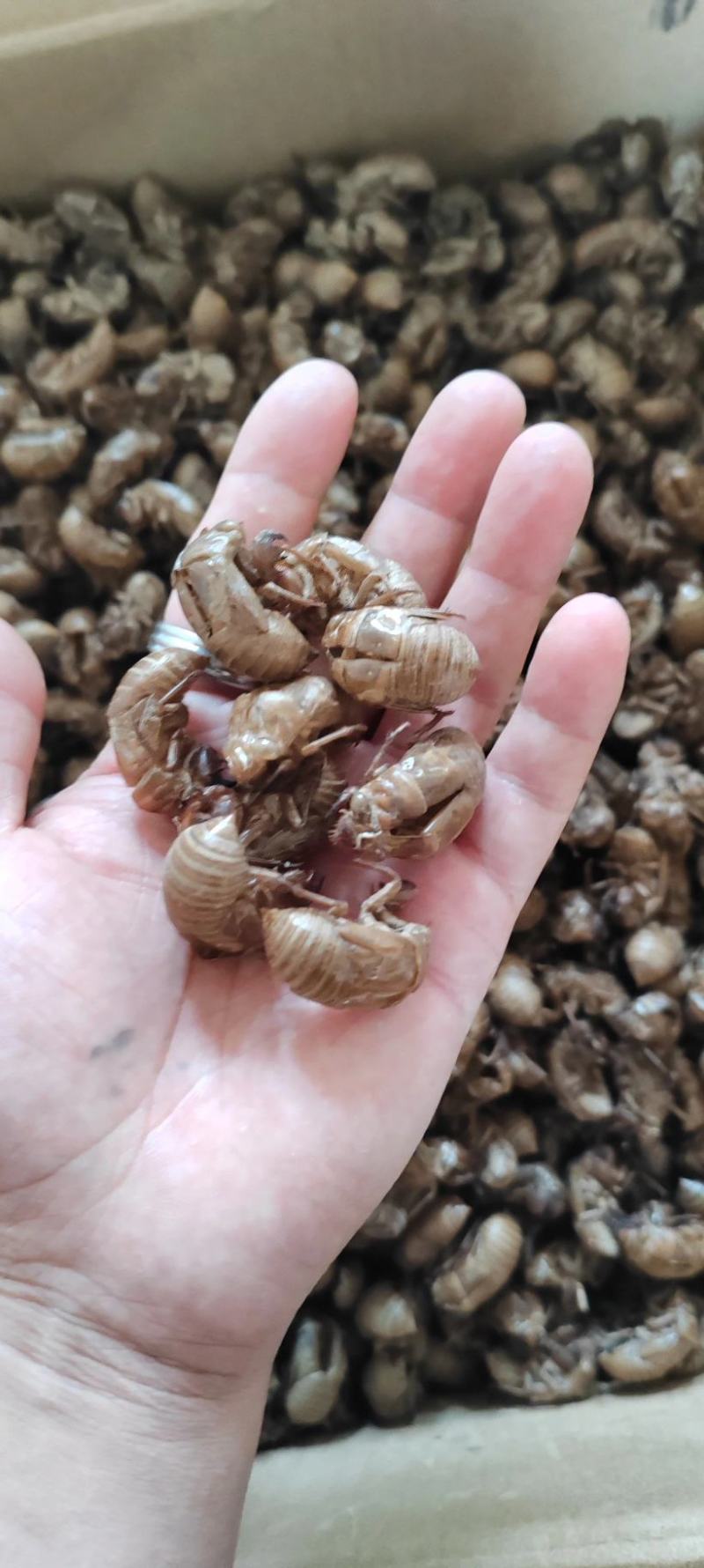 【包邮】蝉蜕蝉衣虫退爬了猴壳中药材批发可线上下单长期合作