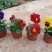 【精品】三色堇盆栽观花植物大量上市欢迎实地看货
