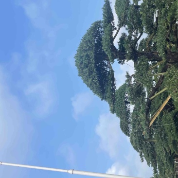 大量出售罗汉松