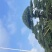大量出售罗汉松
