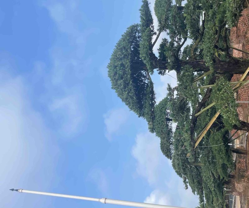 大量出售罗汉松