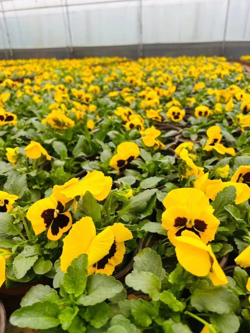 【精品】三色堇盆栽观花植物大量上市欢迎实地看货