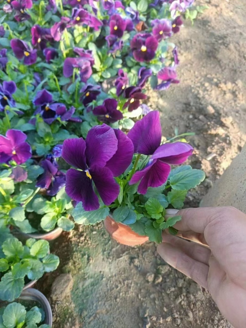【精品】三色堇盆栽观花植物大量上市欢迎实地看货